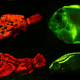 Illustration for article titled Stolen Ferrets, Fluorescent Fish, and the Upside of Cold